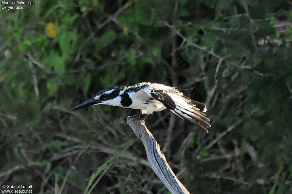 Pied Kingfisher