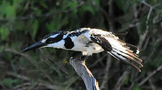 Pied Kingfisher