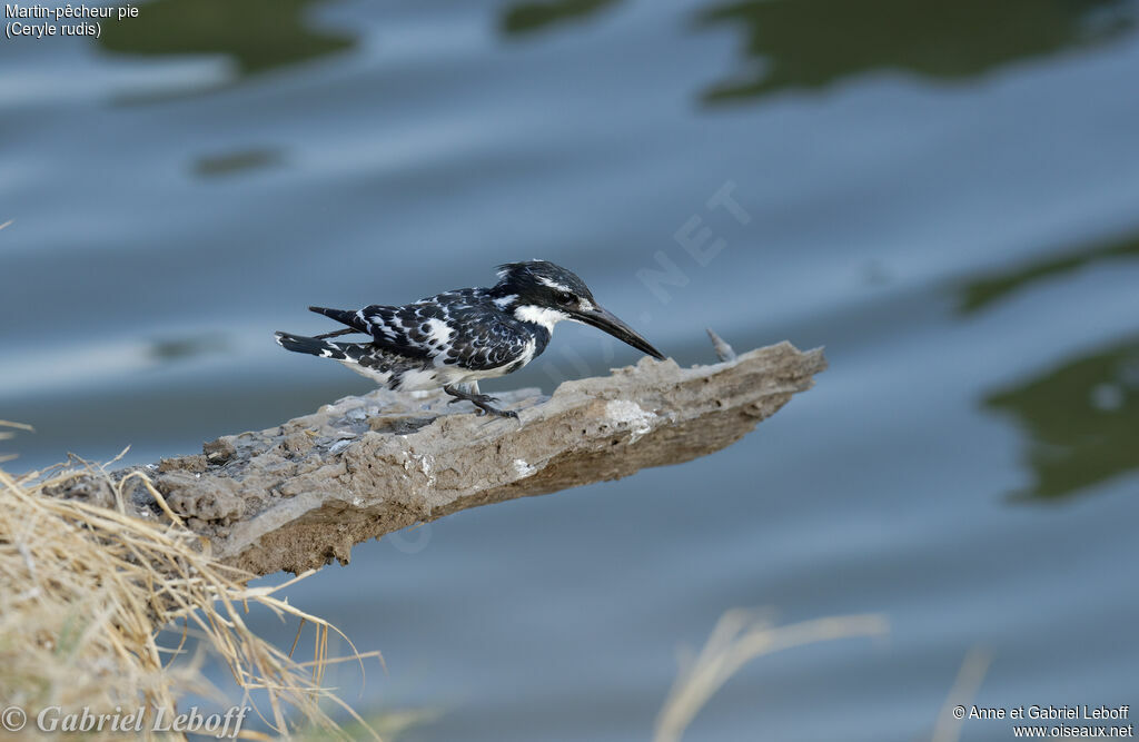 Pied Kingfisher