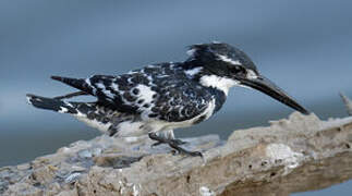 Pied Kingfisher