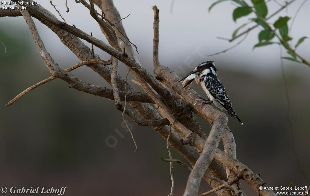 Pied Kingfisher