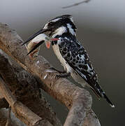 Pied Kingfisher