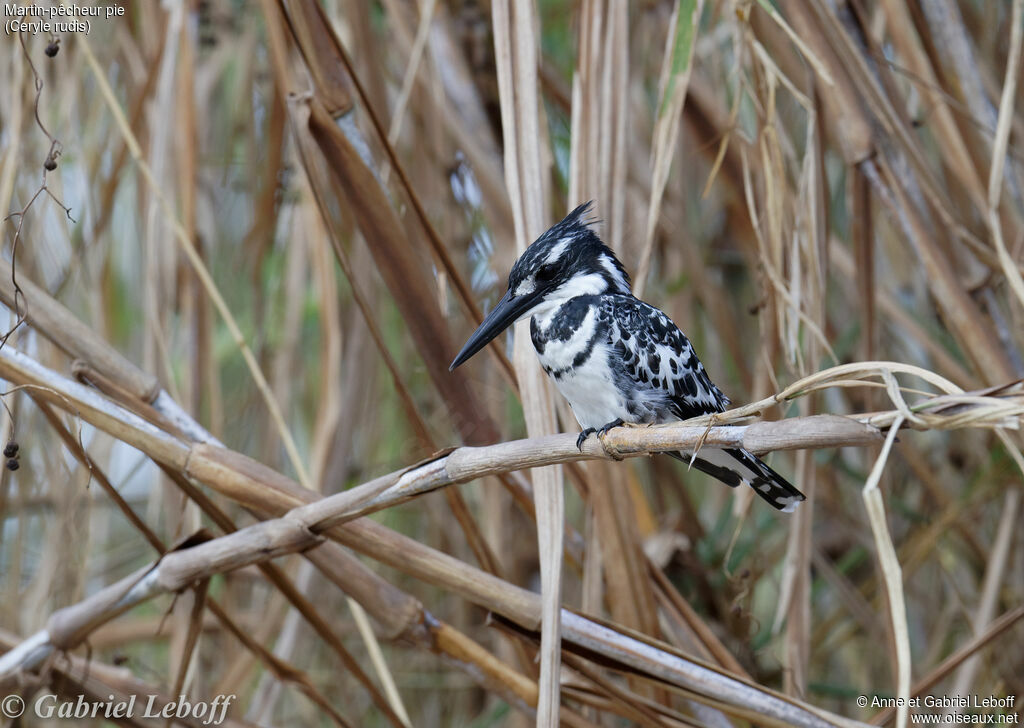 Pied Kingfisher