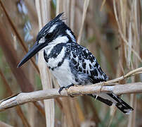 Pied Kingfisher