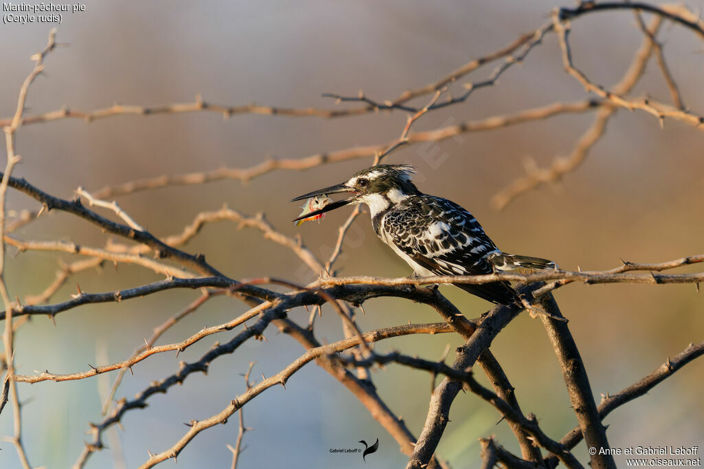 Pied Kingfisher