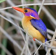 African Pygmy Kingfisher