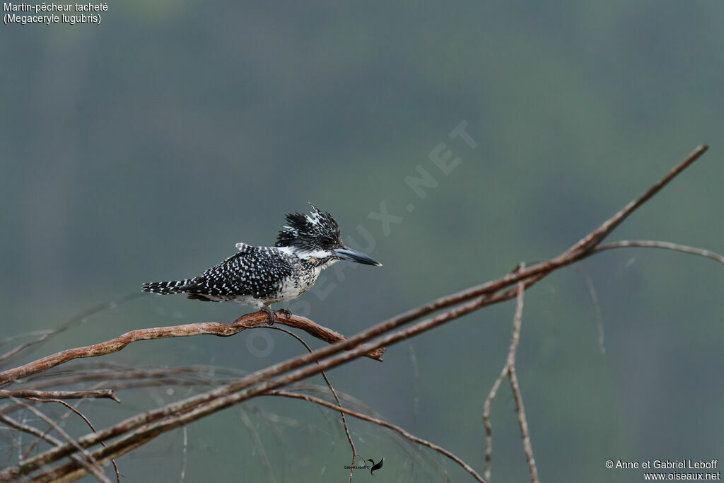 Martin-pêcheur tacheté