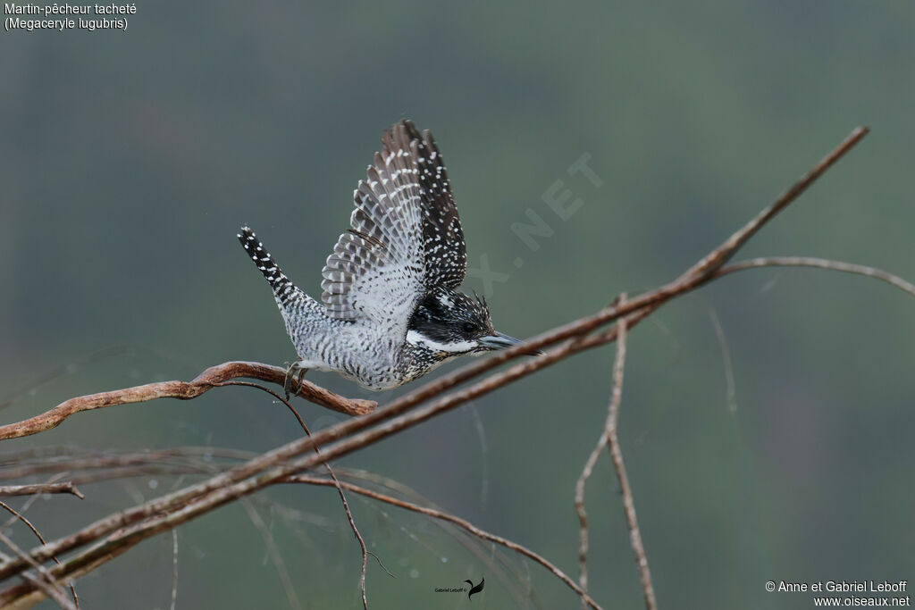 Martin-pêcheur tacheté