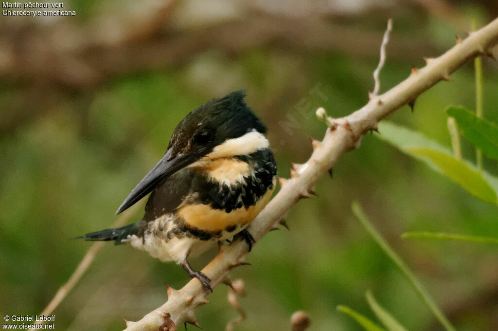 Green Kingfisher