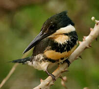 Green Kingfisher