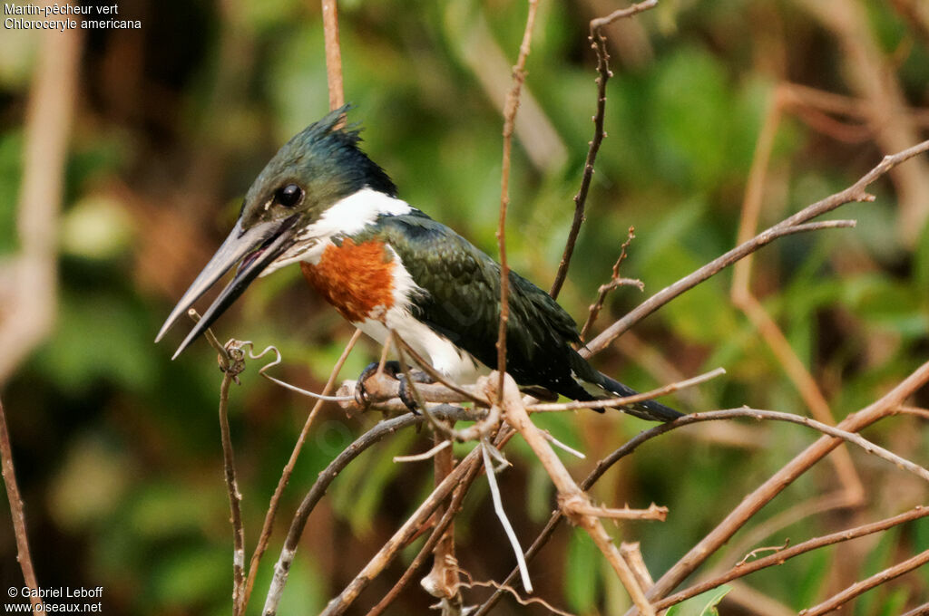 Green Kingfisher male