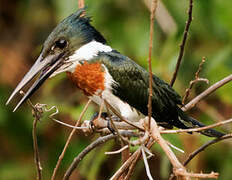 Green Kingfisher