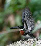 Green Kingfisher