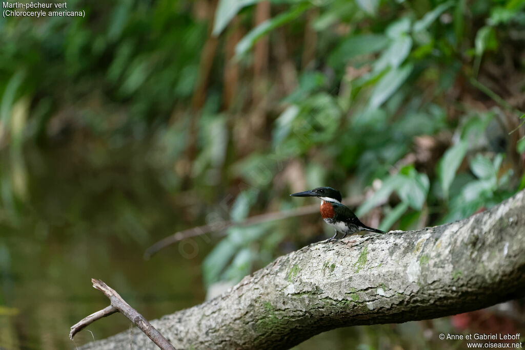 Green Kingfisher male