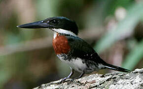 Green Kingfisher