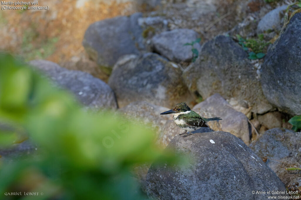 Martin-pêcheur vert