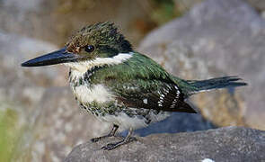 Green Kingfisher