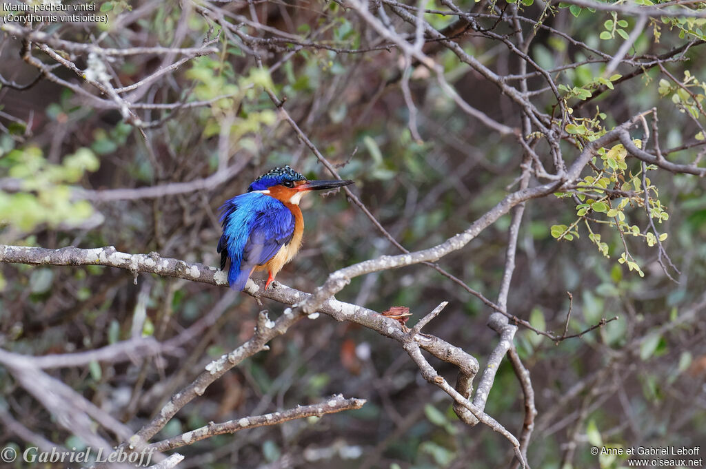 Malagasy Kingfisher