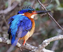 Malagasy Kingfisher