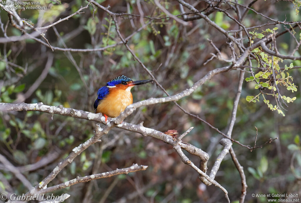 Malagasy Kingfisher