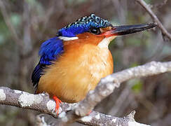 Malagasy Kingfisher