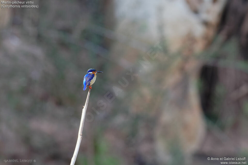 Malagasy Kingfisher