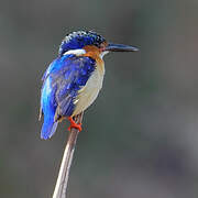 Malagasy Kingfisher