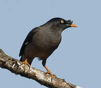 Jungle Myna