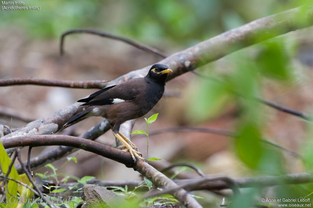 Common Myna