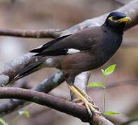 Common Myna