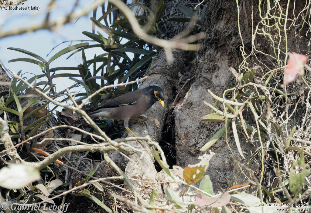 Common Myna