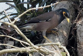 Common Myna