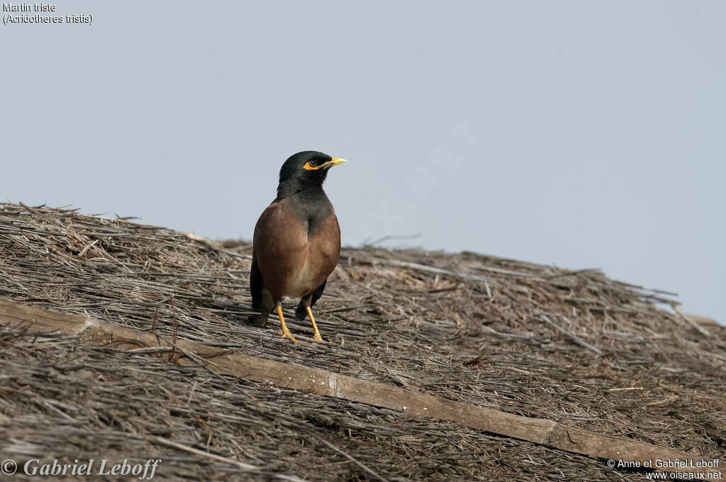 Common Myna