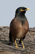 Common Myna