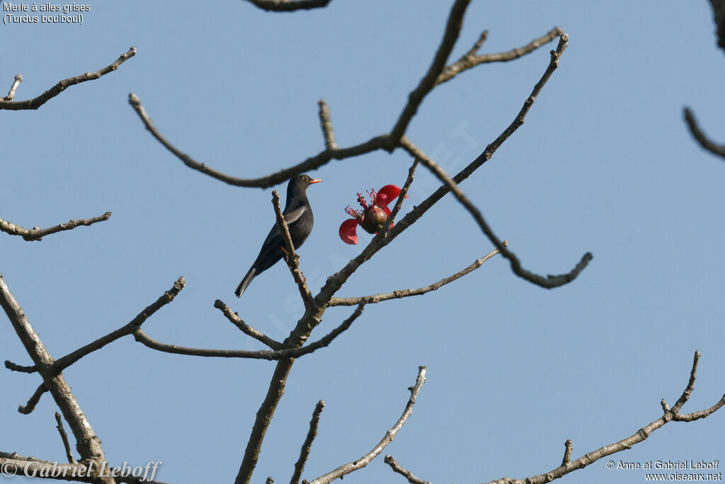 Grey-winged Blackbird