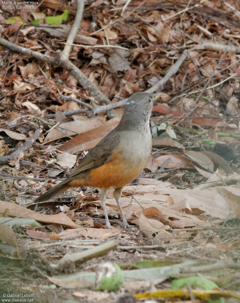 Rufous-bellied Thrush