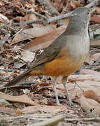 Rufous-bellied Thrush