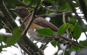 Pale-vented Thrush