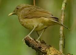 Clay-colored Thrush