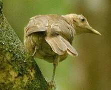 Clay-colored Thrush