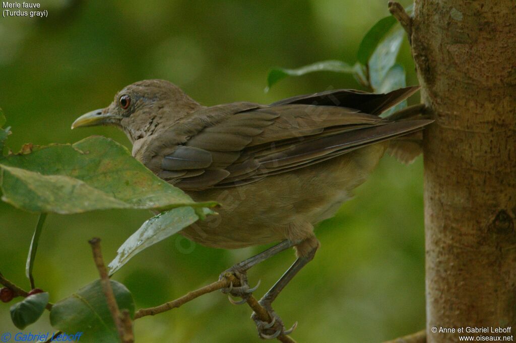 Clay-colored Thrush