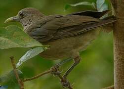 Clay-colored Thrush