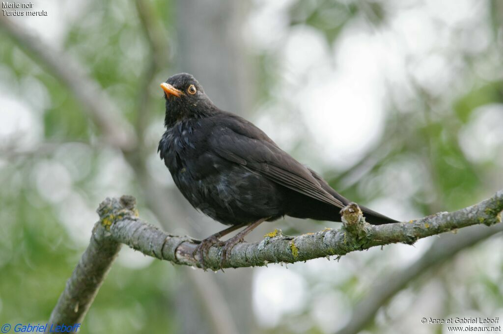 Common Blackbird male