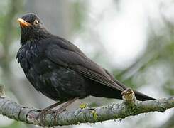 Common Blackbird