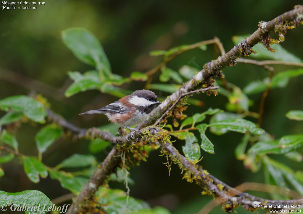 Mésange à dos marron