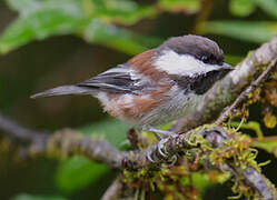 Chestnut-backed Chickadee