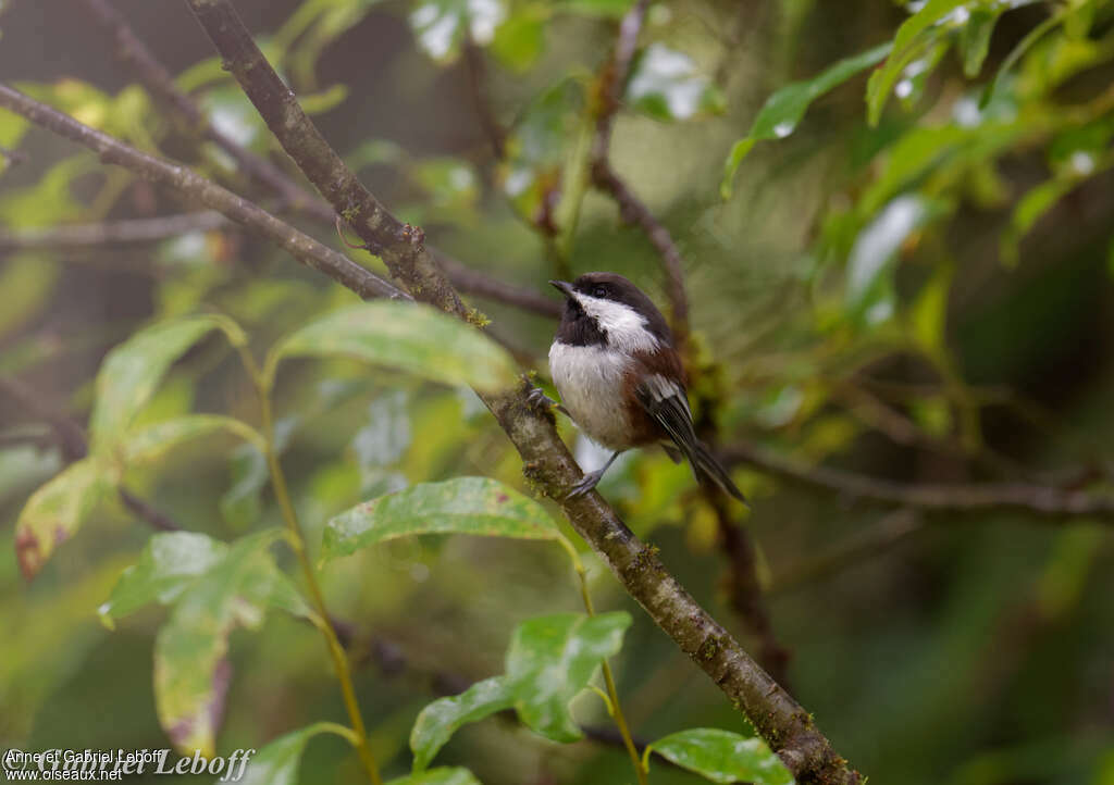 Mésange à dos marron