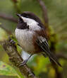 Mésange à dos marron