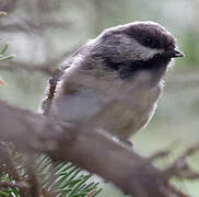 Black-capped Chickadee