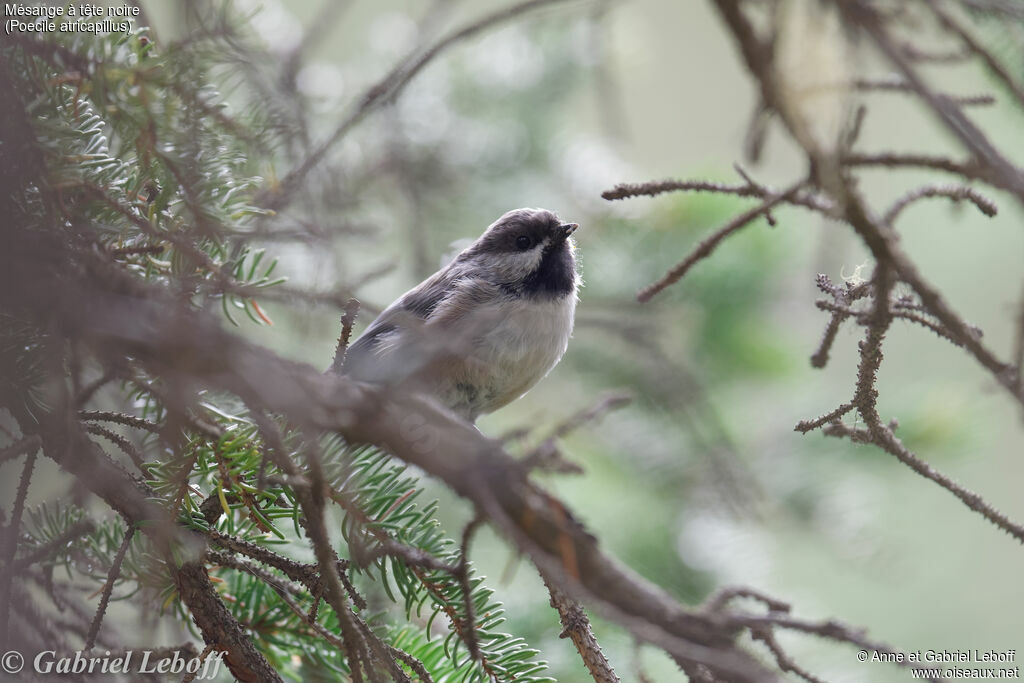 Mésange à tête noirejuvénile, identification